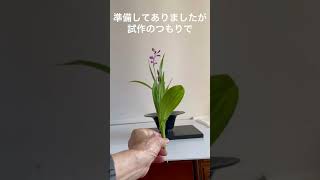 白い紫蘭と紫の紫蘭の生花