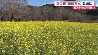 【高知】菜の花《1000万本》が見頃に！　四万十川の河川敷で黄色いじゅうたん広がる (24/02/26 11:40)