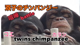 【双子のチンパンジー】Karan\u0026Koe カランとコエ 喧嘩したり遊んだり【twins chimpanzee】