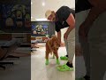 angry golden retriever tries on crocs 😡🐶 dogcrocs goldenretriever dogdad