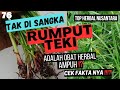 10 KEBAIKAN TEKA-TEKI RUMPUT YANG TIDAK PERNAH TERFIKIR #herba #topherbalnusantara #cyperusrotundus