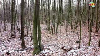 Sachsenwald bei Schwarzenbek im Januar