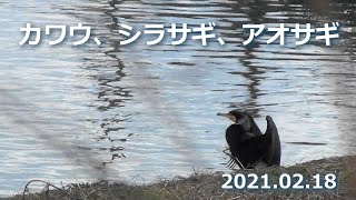 カワウ、シラサギ、アオサギ 20210218