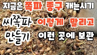 쪽파종구만들기 쪽파종구건조방법 씨쪽파수확시기 쪽파종구관리 쪽파종자수확