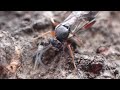 触角をピロピロするヒメバチの一種？アブラムシ添え　ichneumonidae　（darwin wasps）