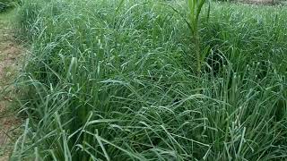 Rosa Grass cultivation ||  #viral #farming #aromaticcrops