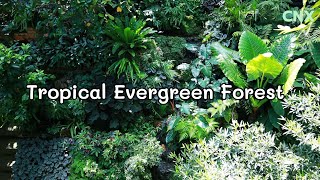 Tropical Evergreen Forest. Natural corner on the balcony of the house