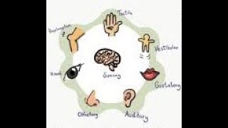 Understanding the Different Types of Sensory Experiences in Autism