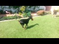 lily the doberman basic commands at home