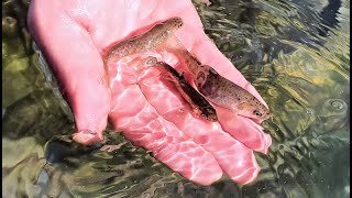 Fischbesatz Alpenrhein Oktober 2021