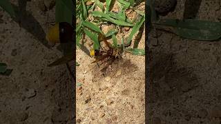 🐝Mud Dauber (Sceliphron caementarium) ASMR