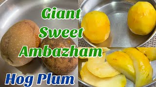 Giant Sweet Ambazham | Hog Plum | Amra | Spondias mombin | Sweet Tropical Fruit Variety