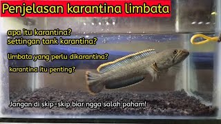 Karantina channa limbata | pengertian karantina channa limbata