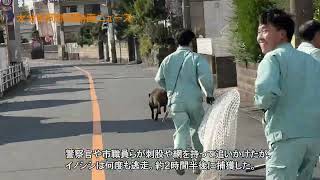 大分市住宅街にイノシシが出没