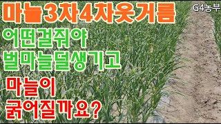 마늘 3차4차 어떤걸줘야 벌마늘이 덜생기고 마늘이 굵어질까요