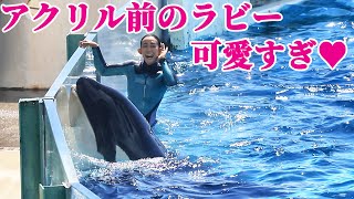 ラビーのファンサパフォーマン最高!! 鴨川シーワールド シャチショー KamogawaSeaWorld  orca killerwhale