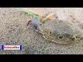 കടലിൽ വലയിട്ടപ്പോൾ കിട്ടിയ മീനുകൾ fishing netcasting fishingvideo fishingmalayalm subscribe