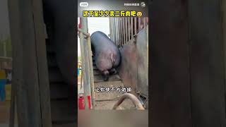 整整少卖了2斤肉 找谁说理去 #猪 #🐷 #搞笑