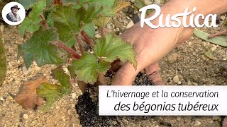 Hivernage et conservation des bégonias tubéreux