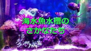 海水魚水槽の魚たち