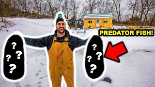 STOCKING My OFF-GRID CABIN POND with PREDATOR FISH for the FIRST TIME!!!