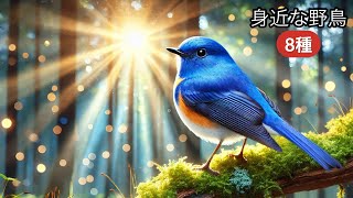 美麗イラストで学ぶ身近な野鳥図鑑 パート4 初めに覚える良く見る野鳥8種 生態や鳴き声などを簡単に解説 ルリビタキ キビタキ イカル トラツグミ コゲラ シロハラ アカゲラ アオゲラ 青い鳥 AI