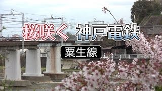 第6回 『桜咲く 神戸電鉄 粟生線』 - 三条親子の特ダネ情報局 (特別番組 HD)