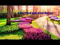 A Sky Filled with Quiet Motion---Peaceful Nature Sounds / Ambient Meditation / Subscribe for More