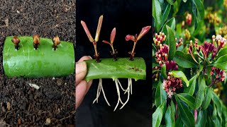 how to propagate clove plant at home || how to grow clove from seeds with aloe vera