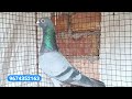 baruipur new pigeon loft visit today