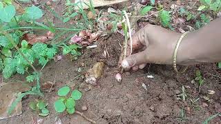 பூண்டு அறுவடை||Garlic harvesting 🧄🤣🤪