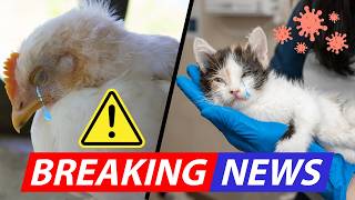 🚨 WARNING: Bird Flu is Spreading—Protect Your Cat Now!