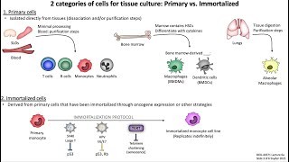 Lecture 6a: In Vitro Cell Types