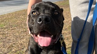 Managing A Reactive Fear Aggressive Corso Puppy Onleash