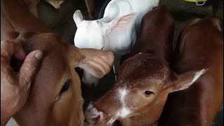 Cows of Indian Breed at Shri Hanumagiri Goshala