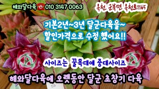 해와달다육 오래키운 묵둥이 할인 많이 되었어요  2년~3년 달군 귀둥이 초창기 다육군생 사이즈 큽니다