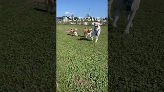 ドッグランでの過ごし方　dog park ゴールデンレトリバー　ボクサー