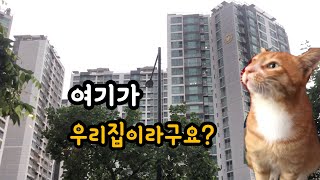 강남으로 입양가는 시골 길고양이  [묘생 역전 노랭이]