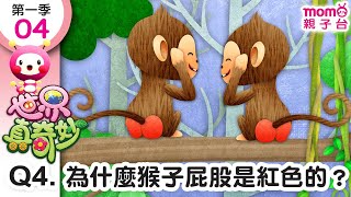 世界真奇妙S1【04-Q4：為什麼猴子屁股是紅色的？】為什麼？為甚麼？WHY？｜孩子的疑問｜Q\u0026A｜學習新知長知識｜教育問答｜第一季 第4集 題目04【親子台｜官方HD短版】momokids