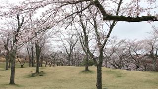 【旅エイター】桜前線『さくらの里』　静岡県伊東市・一人旅