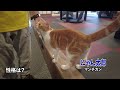 ニャンコたち大集合！アニタウン「ねむり猫カピ屋敷」メンバー紹介