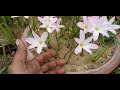 how to grow rain lilies bulbs rain lily is flowering plant