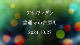 アサギマダラ 善通寺市吉原町 2024 .10 .27