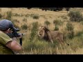 Hunting African lion in the jungle with guns 😱🔥👍👌 Part 2