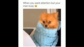 DOG MEMES THAT CAN CURE YOUR DEPRESSION
