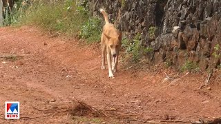 പാലക്കാട് കപ്പൂരിലും സമീപ പഞ്ചായത്തുകളിലും തെരുവു നായ ശല്യം രൂക്ഷമാകുന്നു | Stray Dogs  |