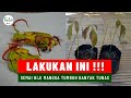 Cara Cepat Tanam Biji Mangga (1 Minggu Tumbuh Banyak Tunas)