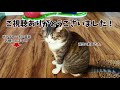 タイラバで猫は釣れるのか？【鯛ラバ入門】〜can cats be caught with