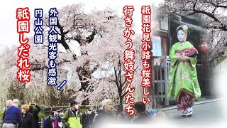 [2023/3/24]What a beautiful! Maruyama Park Gion weeping cherry blossoms and Gion maiko  going by.