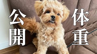 【ペキプー】生後７ヶ月の子犬と久しぶりの体重測定で驚きの体重が出ました！【体重大公開】